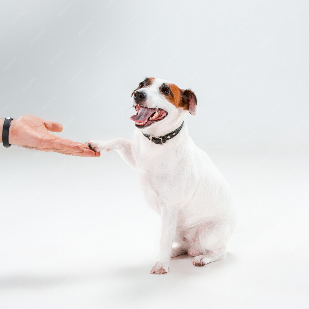 dog image