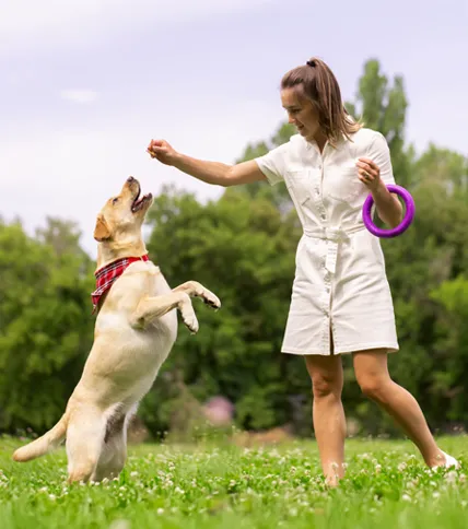 chicken and rice for dogs