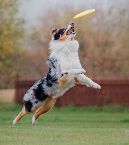 good dog food brands