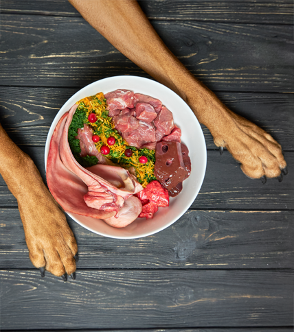 best dog food