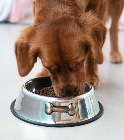 chicken and rice dog food