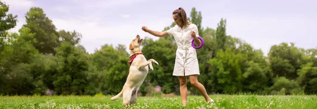chicken and rice for dogs