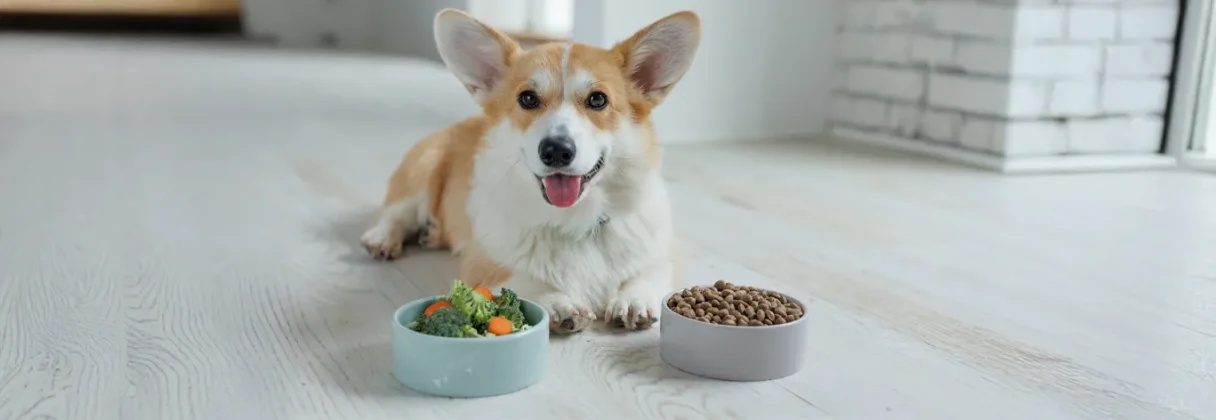 Decoding Pet Food Labels The Key to Your Dog’s Long-Term Health