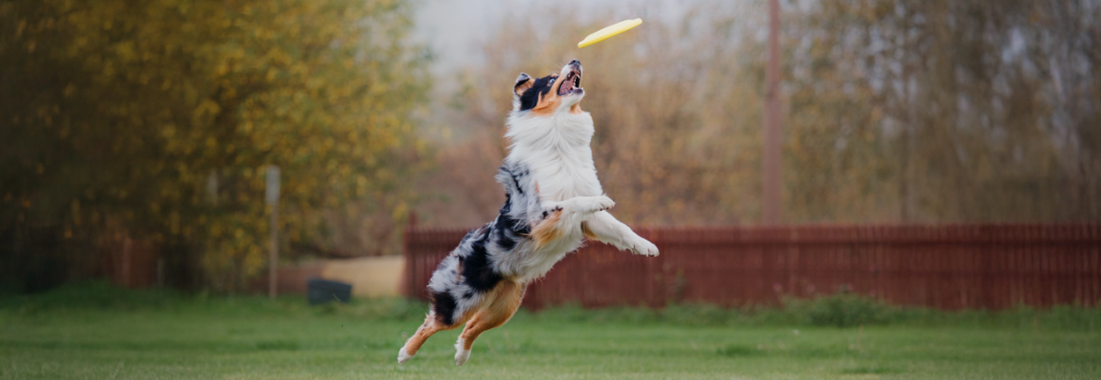good dog food brands