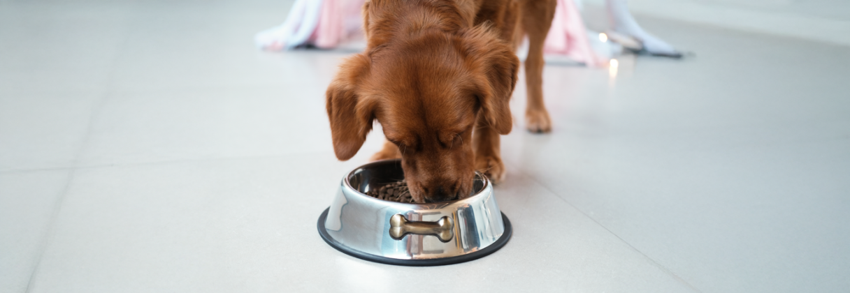 good dog food brands